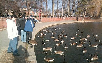 feeding bread to geese can kill them